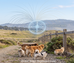 Köpekler yollarını nasıl buluyor: Doğal navigasyon sistemi nasıl çalışıyor